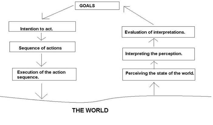 The seven step action cycle